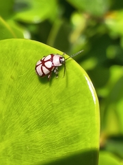 Omophoita