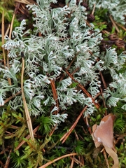 Cladonia arbuscula