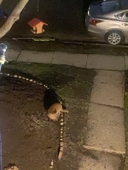 Vulpes vulpes fulvus