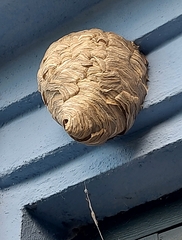 Dolichovespula media