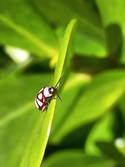 Omophoita
