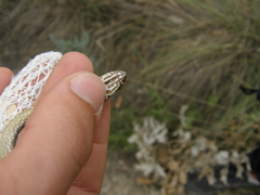 Malpolon monspessulanus