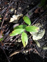 Polygonatum multiflorum