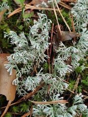 Cladonia arbuscula