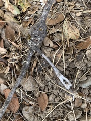 Callirhytis quercussuttoni