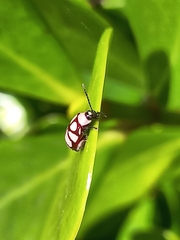 Omophoita