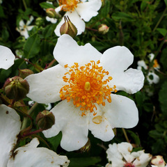Rosa sempervirens