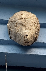 Dolichovespula media