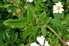 Rosa sempervirens