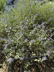 Caryopteris