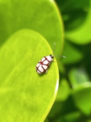 Omophoita