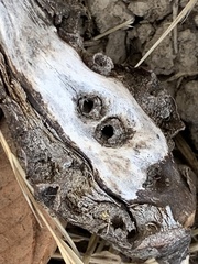 Callirhytis quercussuttoni