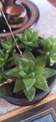 Haworthia