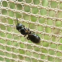 Ceratina