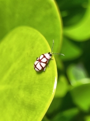 Omophoita