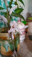 Haworthia