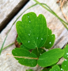 Thalictrum pubescens