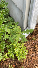 Pachysandra terminalis