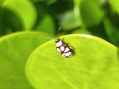 Omophoita