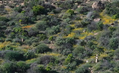 Tylecodon paniculatus