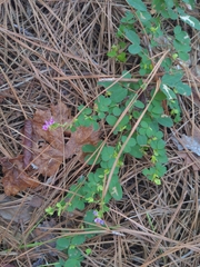 Lespedeza procumbens