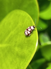 Omophoita