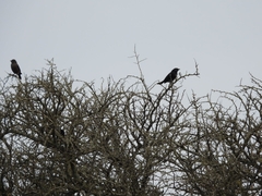 Curaeus curaeus curaeus