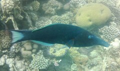 Gomphosus klunzingeri