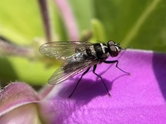 Limnophora