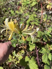 Lonicera periclymenum