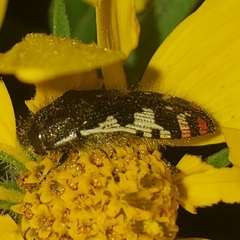 Acmaeodera amabilis