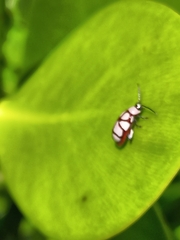 Omophoita
