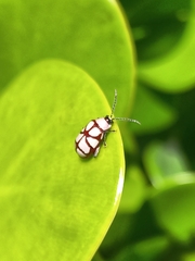 Omophoita