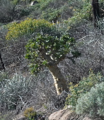 Tylecodon paniculatus