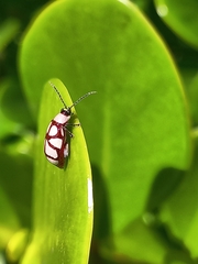 Omophoita