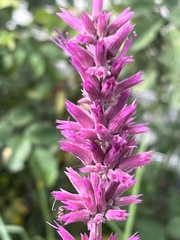 Agastache mexicana