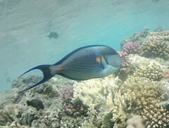Acanthurus sohal