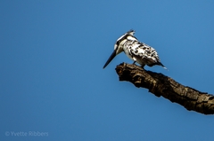 Ceryle rudis rudis