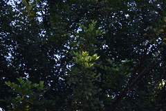 Ceratonia siliqua