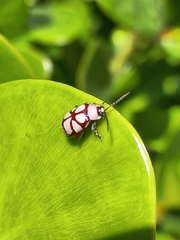 Omophoita