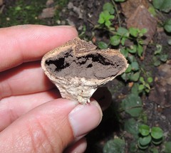 Scleroderma bovista