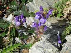 Scutellaria alpina