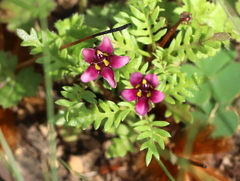Diascia elongata