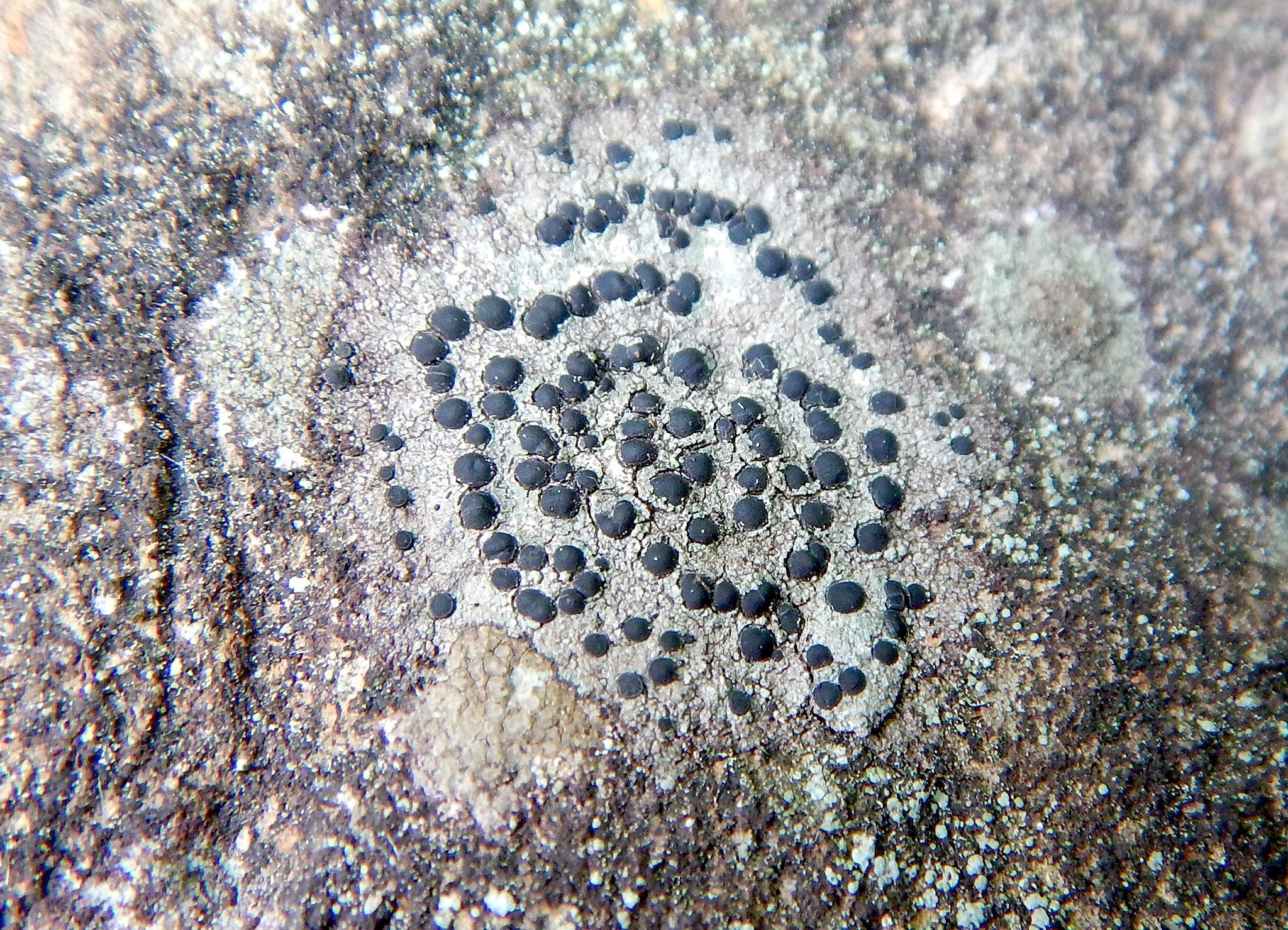 Porpidiaceae image
