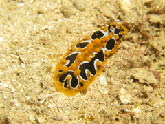 Phyllidia undula