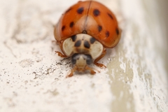 Harmonia axyridis