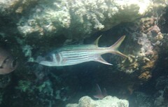Neoniphon sammara