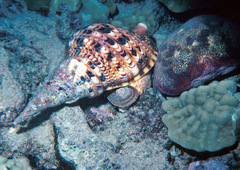 Charonia tritonis