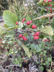 Crataegus chrysocarpa