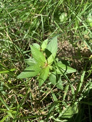 Acalypha
